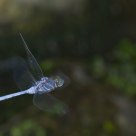 Libelula al vuelo 2
